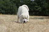 GOLDEN RETRIEVER 729
